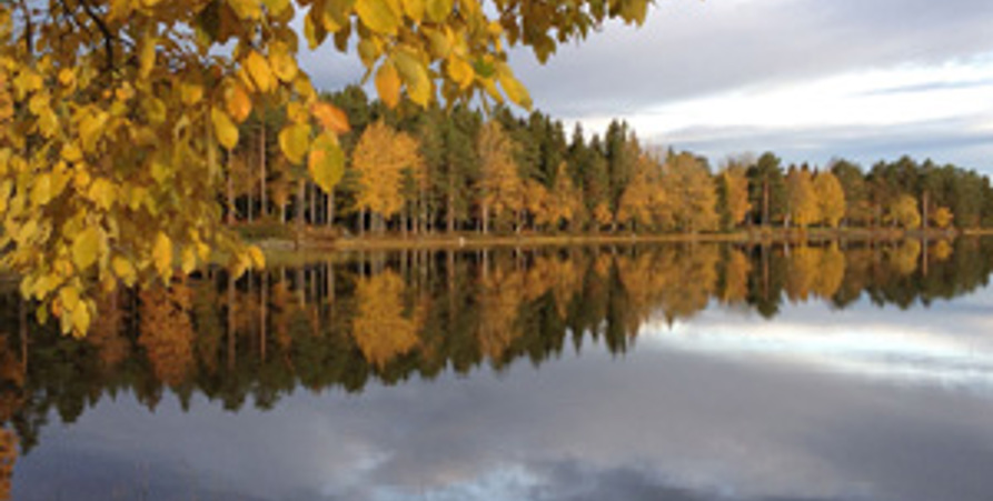 Trees in Autumn colours along lakeshore